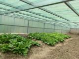 vegetable grow in the greenhouse