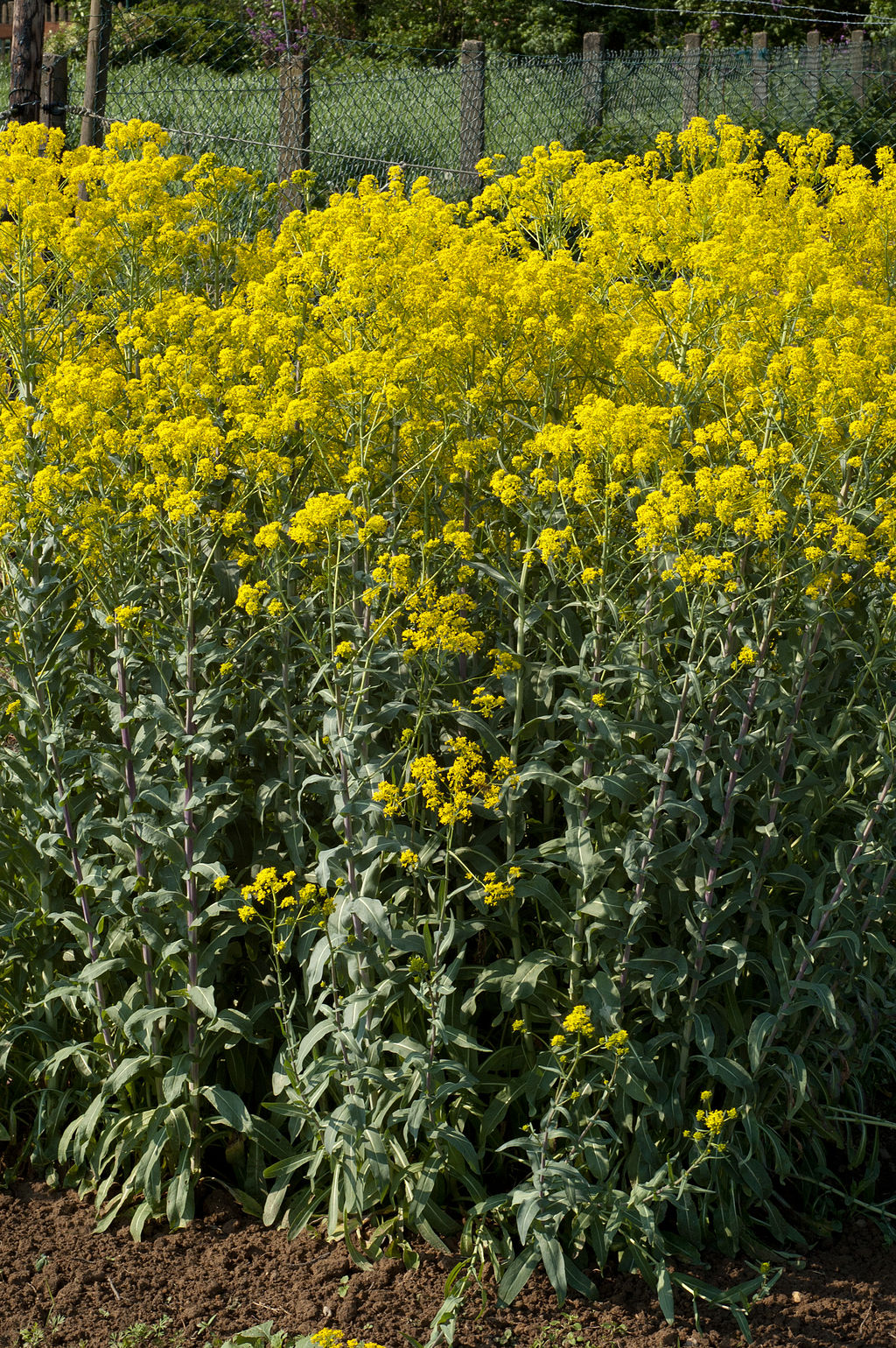 HFF Färberweid 1024px Isatis Tinctoria Habitus